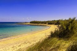 La spiaggia di Torre Guacecto nei dintorni di Brindisi, Puglia. Calette di sabbia finissima e coste basse bordate da dune fanno di questa zona un vero e proprio eden naturalistico.
