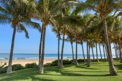 Splendide palme sulla spiaggia di Mancora, Piura, Perù. Qui, quasi al confine con la regione di Tumbes, si trova una delle più belle spiagge al mondo. Sabbia dorata lambita dalle ...