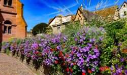 Splendidi fiori di petunia colorati nel cortile della chiesa di San Leone a Eguisheim, Alsazia (Francia).
