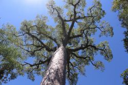 Uno splendido esemplare di baobab al Parco Nazionale Zombitse-Vohibasia, Madagascar. Quest'area naturale protetta è stata istituita nel 1997.
