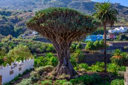 Uno splendido esemplare di dragon tree a Icod de los Vinos, Tenerife, Spagna. L'albero del drago è il simbolo vegetale di Tenerife e può raggiungere anche i 20 metri di altezza.



 ...