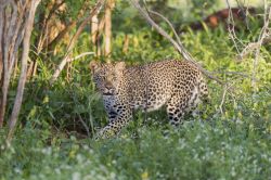 Uno splendido esemplare di leopardo africano all'Amboseli Park, Kenya. Assieme a leone, elefante, rinoceronte e bufalo, è uno dei "big five" che si può ammirare grazie ...