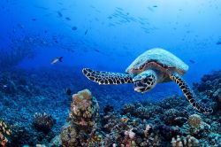 Uno splendido esemplare di tartaruga nuota nelle acque dell'arcipelago di Tuamotu, Polinesia Francese, nell'Oceano Pacifico. 
