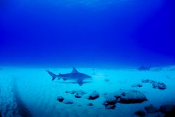 Squali toro nuotano nella barriera corallina di Playacar (Messico) alla ricerca di cibo.
