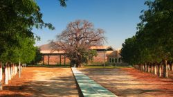 St Maryam Dearit Chapel a Keren, Eritrea. A due chilometri dal villaggio si trova il santuario dedicato a Santa Maria con una statua della Vergine all'interno di un antico baobab di oltre ...