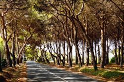 Una strada costiera con gli immancabili pini marittimi nel comune di Rosignano Marittimo, in Toscana.