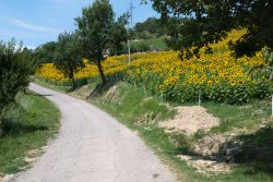 Strada di colina a Predappio, Emilia-Romagna, con campi di girasole.