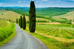 Strada panoramica nei dintorni di Castelfiorentino in Toscana