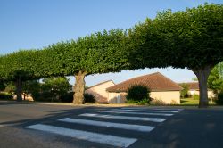 Strisce pedonali e alberi dalle forme bizzarre nella città francese di Cormatin, Borgogna.



