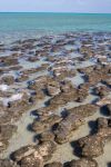 Stromatoliti a Hamelin Pool, Shark Bay, Western Australia. Siamo nella riserva naturale marina della piscina di Hamelin nella regione di Gascoyne. Questo "tappeto di pietra" è ...