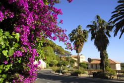 Una stupenda bouganville porpora fiorita lungo una strada di Bormes-les-Mimosas, Francia.
