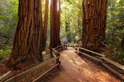 Un suggestivo percorso fra gli alberi al Muir Woods National Monument vicino a San Francisco, California, USA.
