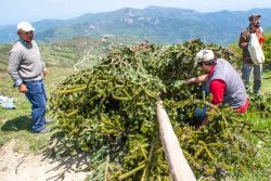 Il taglio dell'albero della Festa della Pita a Alessandria del Carretto in Calabria