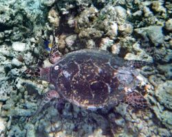 Una tartaruga nelle acque della bvarriera corallina ...