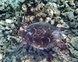 Una tartaruga nelle acque della bvarriera corallina ad Asdu, isole Maldive.