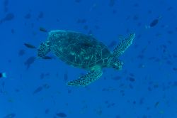 Una tartaruga nell'Oceano Indiano. Le acque dell'Atollo di Baa sono tra le migliori delle Malfdive per l'avvistamento di fauna sottomarina - foto © Christoph Weber / Shutterstock.com
 ...