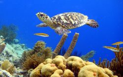 Tartaruga embricata nel mare cristallino di Bonaire - © Isabelle Kuehn/ Shutterstock.com