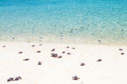 Tartarughe appena nate si tuffano nelle acque dell'Atollo di Noonu alle Maldive. QUesto atoloo poco turistico è un perfetto habitat riproduttivo per le tartarughe di mare