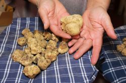 Tartufi bianchi in mostra al mercato del Tartufo bianco delle Crete Senesi a San Giovanni d'Asso, in Toscana