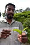 Le foglie del tè delle Cameron Highlands: durante le visite alle piantagioni, le guide spiegano nel dettaglio quali siano le caratteristiche determinanti per definire un té di ...