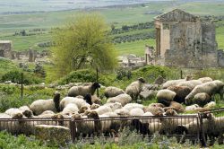 Il Tempio Capitolino e l'antica piazza del mercato di lato con un gregge di pecore in primo piano, Dougga, Tunisia.



