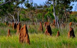 Termitai all'interno del  Litchfield National Park,  in Australia 
