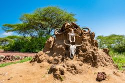 Termitaio al parco nazionale del lago Manyara, Tanzania.

