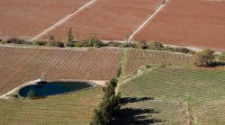 Terreni agricoli prima del raccolto autunnale nelle campagne di Pisco Elqui, Cile.

