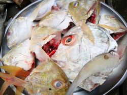 Teste di pesce in una bancarella del mercato a Mergui, sud del Myanmar.
