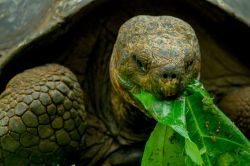 Scoperte casualmente dal navigatore Tomás de Berlanga, arrivato fin qui alla deriva per essere rimasto bloccato da una bonaccia, le isole Galapagos sopresero i marinai per la presenza ...