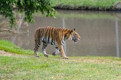 Tigre al Casela Nature Park, Mauritius - Un'elegante tigre passeggia nei pressi di una piscina naturale: siamo al Casela Nature Park, area naturale e parco divertimento nei pressi del Rempart ...