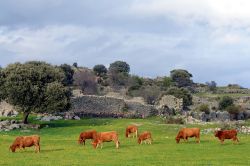 Tori al pascolo nelle campagne di Trujillo, Spagna. Siamo nella Comunità Autonoma dell'Estremadura, nella parte sud occidentale del paese.
