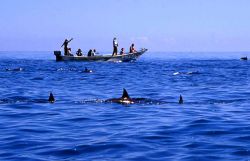 Tour alla ricerca dei delfini al largo dell'isola di Socotra, Yemen. E' una delle principali attrazioni turistiche di quest'isola situata circa 350 km a sud della Repubblica dello ...