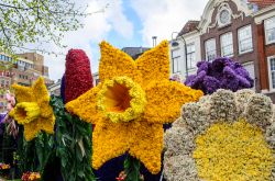 Tradizionale sfilata dei fiori a Haarlem (Olanda).
