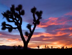 tramonto nella regione di Victorville e uno spettacolare Joshua Tree della California