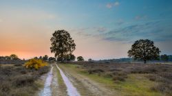 Tramonto su Hoorneboegse Heide a Utrechtse Heuvelrug vicino a Hilversum, Olanda - © Rudmer Zwerver / Shutterstock.com