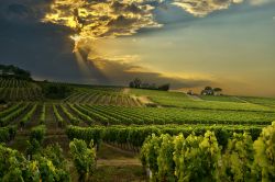 Tramonto sulle distese di vitigni nella cittadina di Bergerac, Dordogna (Francia). Su una superficie di oltre 12 mila ettari, questo territorio produce eccellenti vini bianchi secchi, amabili ...