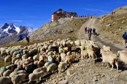 Transumanza in Val Senales, Trentino Alto Adige. Da millenni ogni anno, verso la metà di Giugno, le pecore attraversano il valico alpino per spostarsi dalle località di Senales ...