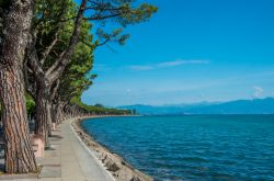 Un tratto di costa del Lago di Garda su cui si affacciano alberi di pino a Peschiera del Garda, Veneto.

