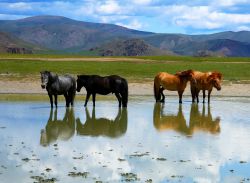 Esemplari di cavallo in sosta in una pozza d'acqua in Mongolia - © kagemusha / Shutterstock.com