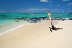 Un tronco sulla spiaggia dell'isola dei Cervi, Mauritius - Sabbia, oceano e...un tronco solitario trasportato sulla spiaggia dalla forza dell'acqua durante una tempesta © Pawel ...