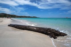 Un tronco sulla Spiaggia Saleccia nel Desert des Agriates, Corsica - situata a nord del famoso Desert des Agriates, la splendida Spiaggia Saleccia, o Selvaggia, è conosciuta come una ...