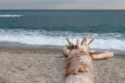 Tronco sulla spiaggia di Loano in inverno - © sergioboccardo / Shutterstock.com