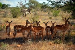 Tsavo East, Kenya: un gruppo di impala femmine si gode un po' d'ombra sotto un albero della savana nel Parco Nazionale dello Tsavo Est.