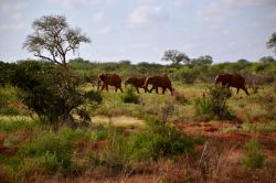 Un branco di elefanti rossi si sposta nella savana dello Tsavo East National Park, in Kenya. Dopo anni in cui questa specie era minacciata dai bracconieri, oggi la situazione è notevolmente ...