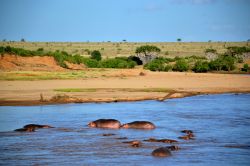 Ippopotami: questi grandi mammiferi passano buona parte della giornata a bagno nelle acque del Galana River. Siamo nel Parco Nazionale dello Tsavo Est, Kenya.