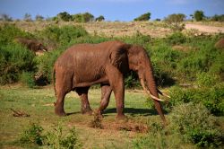 Tsavo East National Park (Kenya): un esemplare di elefante rosso risale dall'acqua dopo essersi bagnato nel Galana River.