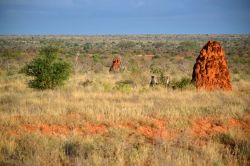 Tre ghepardi (uno è accovacciato e si intravvede solo la testa) avvistati in lontananza all'ombra di un termitaio nello Tsavo East National Park (Kenya).