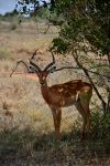 Un impala maschio ci osserva sospettoso. A pochi metri un gruppo di femmine con i cuccioli brucava l'erba dello Tsavo National Park (kenya).
