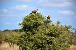 Due aquile scrutano la savana dello Tsavo National Park (Kenya) alla ricerca di qualcosa da mangiare. La nostra presenza le ha fatte desistere per qualche momento dal gettarsi su una carcassa ...